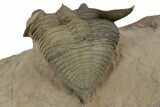 Detailed Zlichovaspis Trilobite - Lghaft, Morocco #350526-3